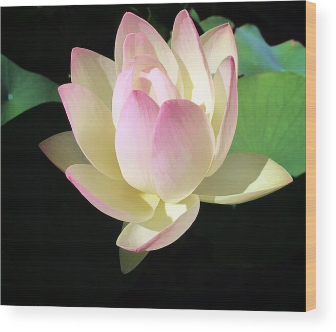 Flower Wood Print featuring the photograph Lotus 9 by Dawn Eshelman