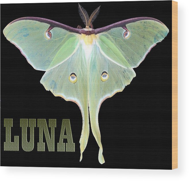 Butterfly Digital Art Wood Print featuring the photograph Luna 1 by Mim White