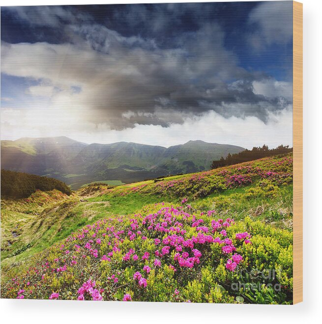 Magic Pink Wood Print featuring the photograph Magic pink summer mountain by Boon Mee