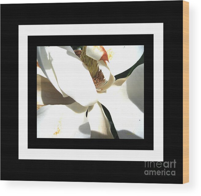Magnolia Wood Print featuring the photograph Magnolia Beauty. Classic by Oksana Semenchenko