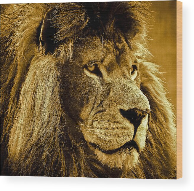 Lion Wood Print featuring the photograph Soul Searching by Annette Hugen