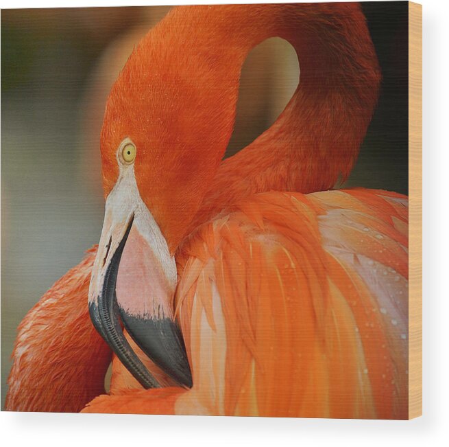 Flamingo Wood Print featuring the photograph Mango Curves 2 by Fraida Gutovich