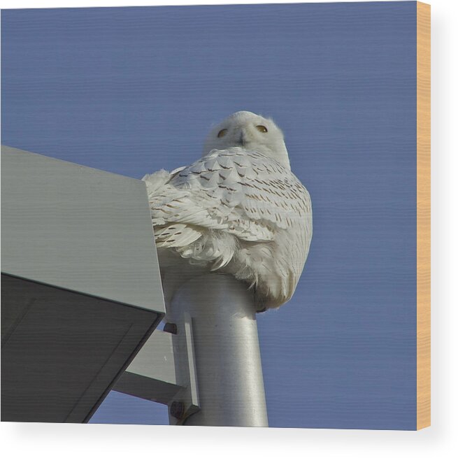 Snowy Owl Wood Print featuring the photograph Metallic Perch by Alice Mainville