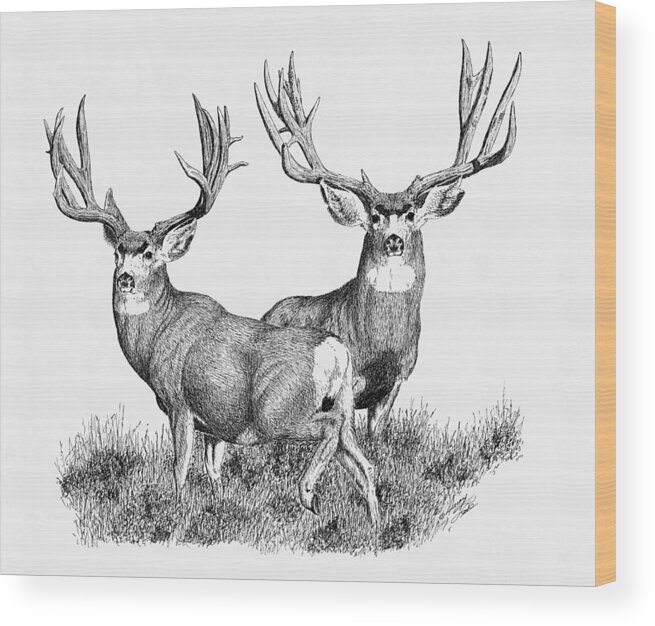 Large Mule Deer Bucks Wood Print featuring the painting Morty and Popeye by Darcy Tate