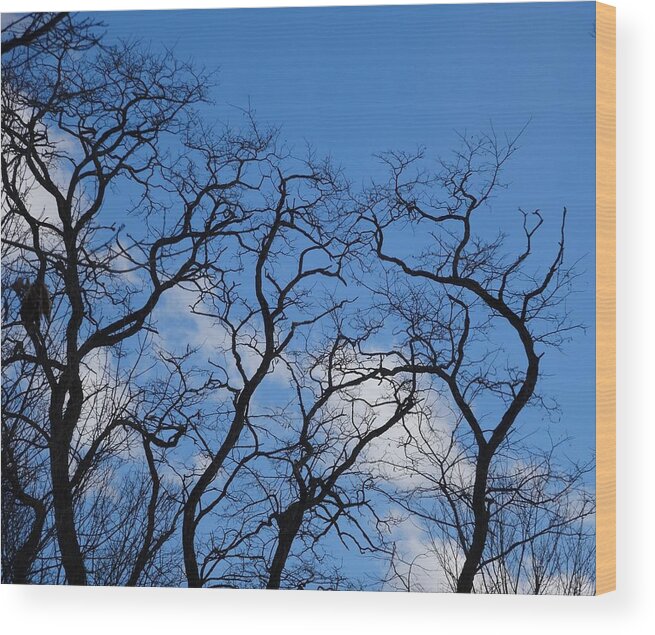 Trees Wood Print featuring the photograph Mystics by Catherine Arcolio