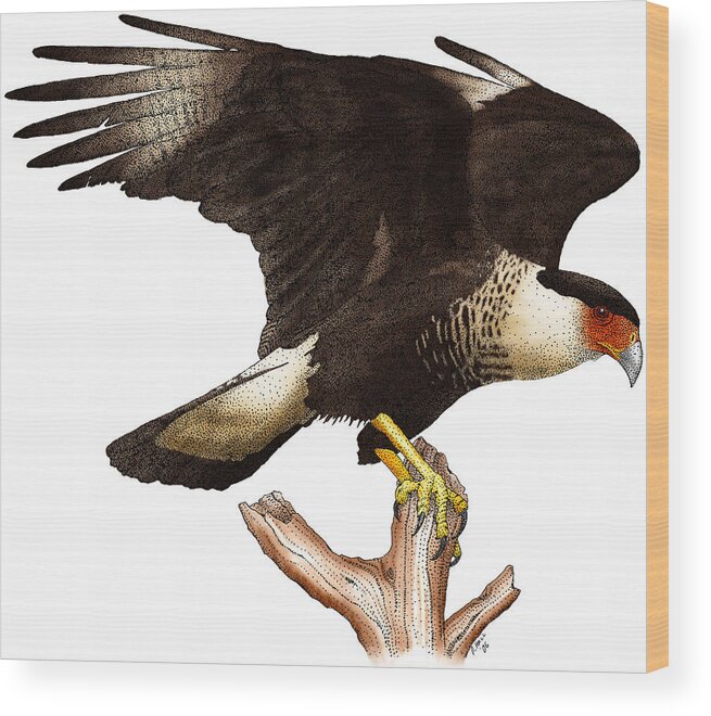 Art Wood Print featuring the photograph Northern Crested Caracara by Roger Hall