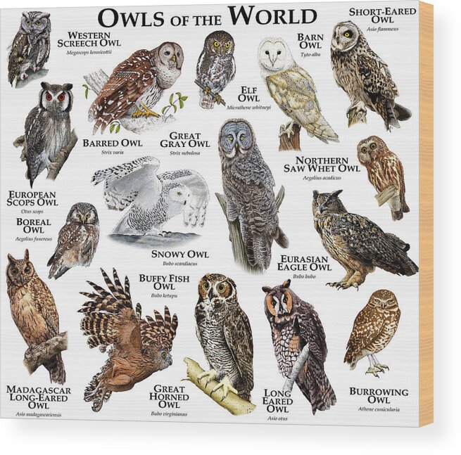 Art Wood Print featuring the photograph Owls Of The World by Roger Hall