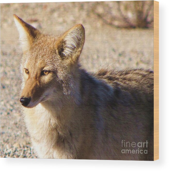 Coyote Wood Print featuring the photograph Coyote the Trickster by Michele Penner