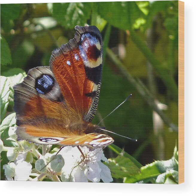 Peacock Butterfly Wood Print featuring the photograph Peacock butterfly by Tony Murtagh