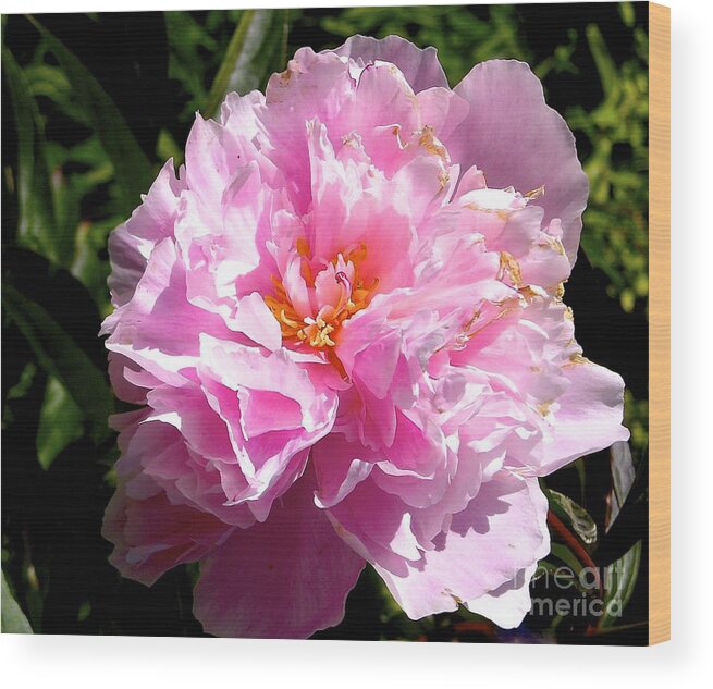 Flower Wood Print featuring the photograph Peony by Sher Nasser