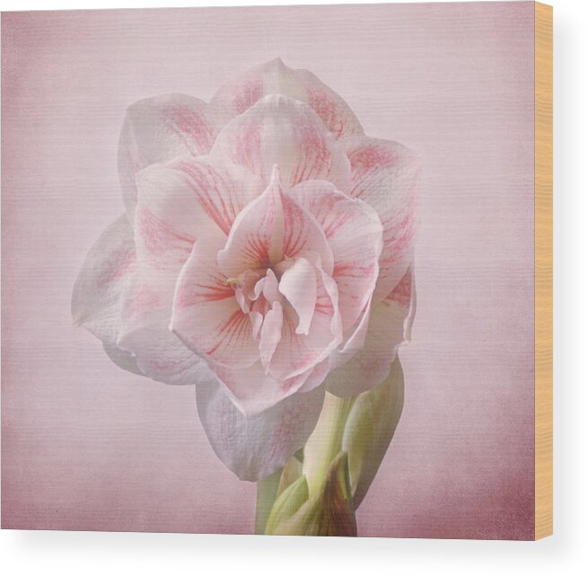 Amaryllis Wood Print featuring the photograph Pink Nymph Amaryllis by Sandy Keeton