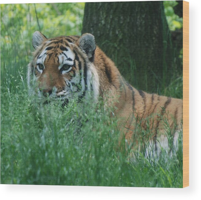 Tiger Wood Print featuring the photograph Predator in the Grass by Richard Bryce and Family