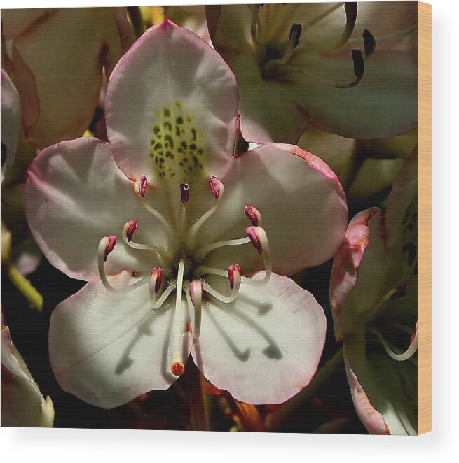 Flower Wood Print featuring the photograph Pretty Pink by Roger Becker