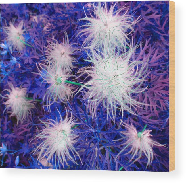 Puffy Wood Print featuring the photograph Pulsatilla Seed-head by Laurie Tsemak