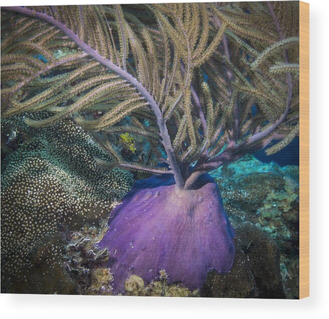 Gorgonian Wood Print featuring the photograph Purple Beauty by Jean Noren