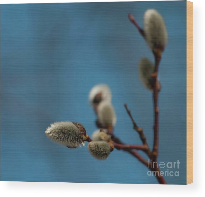 Festblues Wood Print featuring the photograph Pussy Willow... by Nina Stavlund