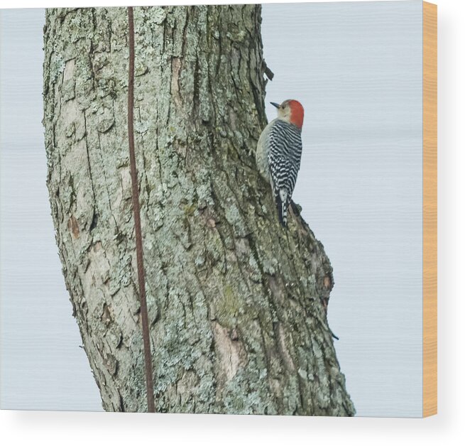Red Wood Print featuring the photograph Red-Bellied Woodpecker by Holden The Moment
