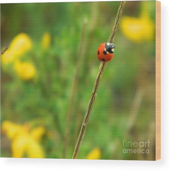 Ladybug Wood Print featuring the photograph Red Ladybug by Gallery Of Hope 