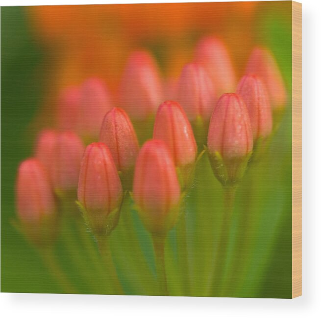 Tulip Wood Print featuring the photograph Red Tulips by Sebastian Musial