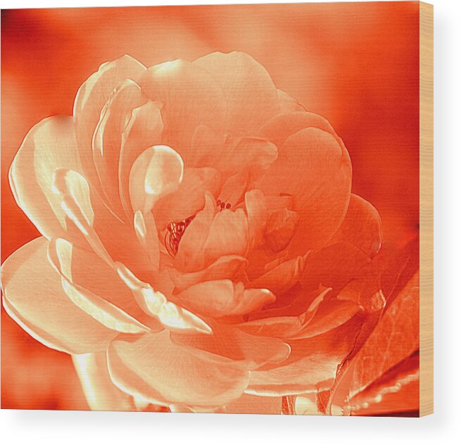 Art Wood Print featuring the photograph Rose Orange by Joan Han