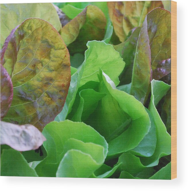 Lettuce Wood Print featuring the photograph SaladScape by Steve Masley
