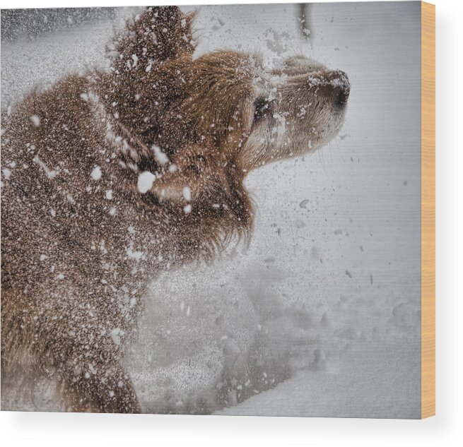 Golden Retriever Wood Print featuring the photograph Shaking off the snow by John Crothers