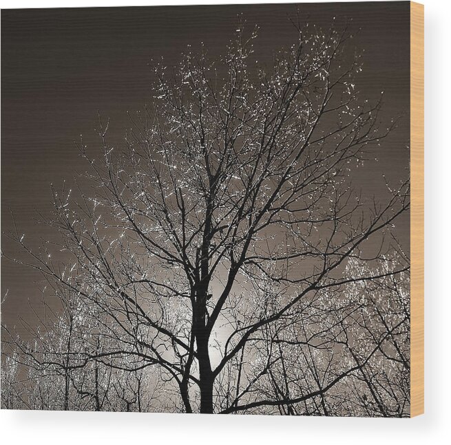 Tree Wood Print featuring the photograph Sparkling Branches by Kathi Mirto