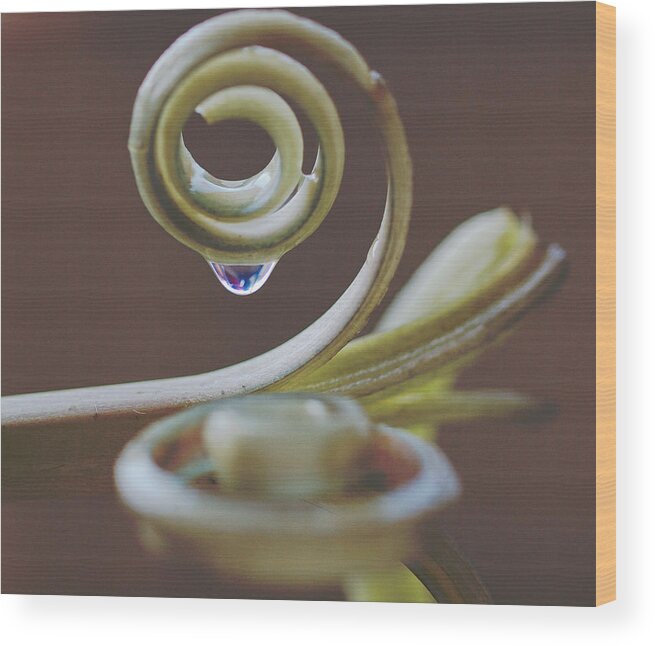 Surprise Lily Wood Print featuring the photograph Spirals by Annette Hugen