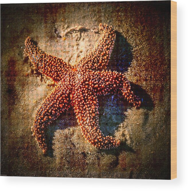 Starfishes Wood Print featuring the photograph Starfish 2 by Kathleen Scanlan
