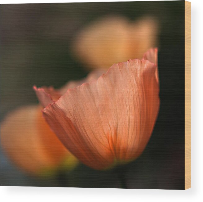 Poppy Wood Print featuring the photograph Suenos de Flores by Joe Schofield