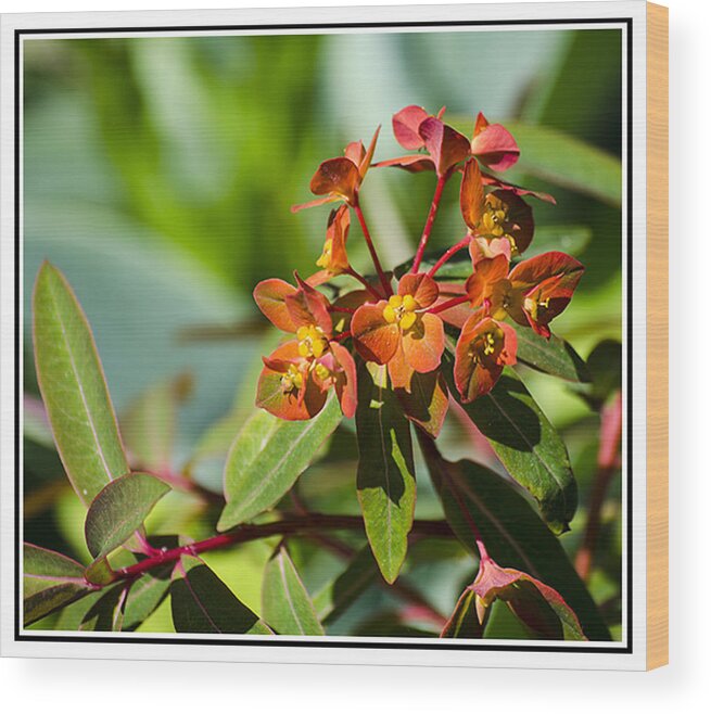 Green Wood Print featuring the photograph Summer Flower by Spikey Mouse Photography