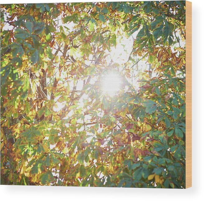 Directly Below Wood Print featuring the photograph Sun Burst Through Autumn Leaves by Dougal Waters