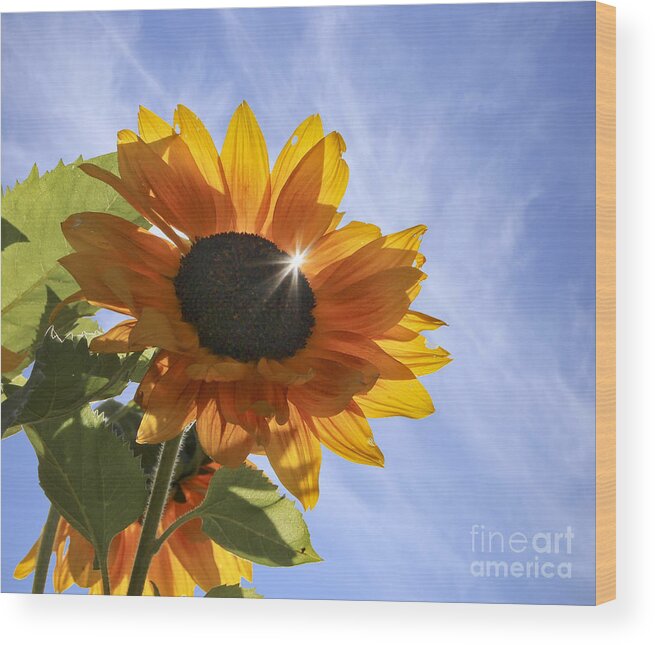 Maine Wood Print featuring the photograph Sun Sparkle by Karin Pinkham