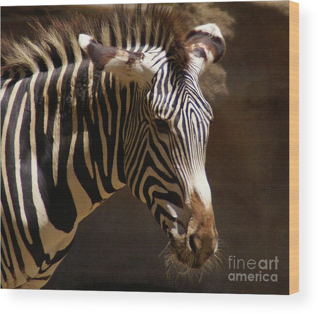 Zebra Wood Print featuring the photograph Sunlit Stripes by Linda Shafer