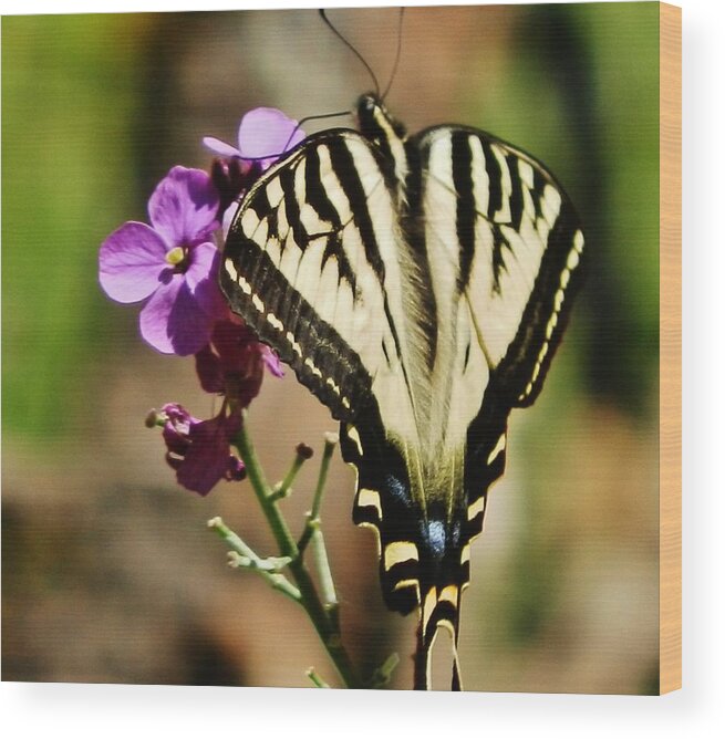 Butterfly Wood Print featuring the photograph Sweet Attraction by VLee Watson