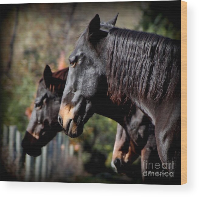 Horses Wood Print featuring the photograph The Race is Over by Rabiah Seminole