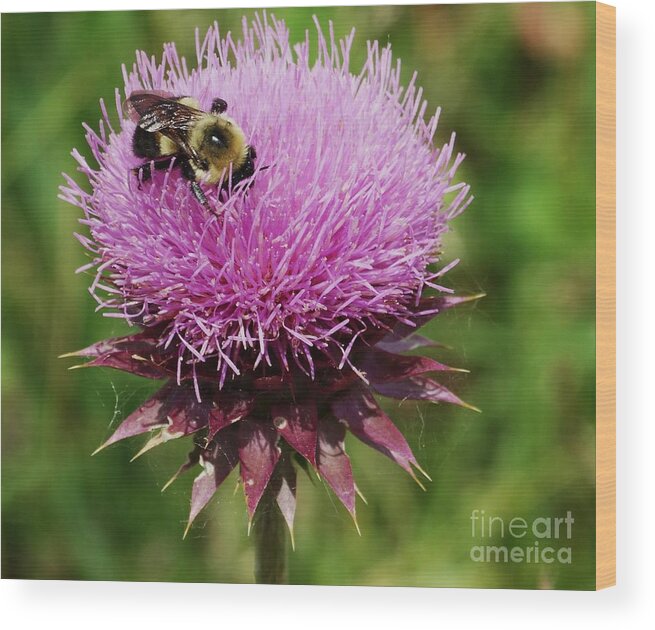 Musk Thistle Wood Print featuring the photograph Thistle-Bee Bumblebee by J L Zarek