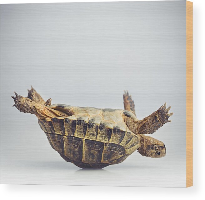 Pets Wood Print featuring the photograph Tortoise upside down by SensorSpot