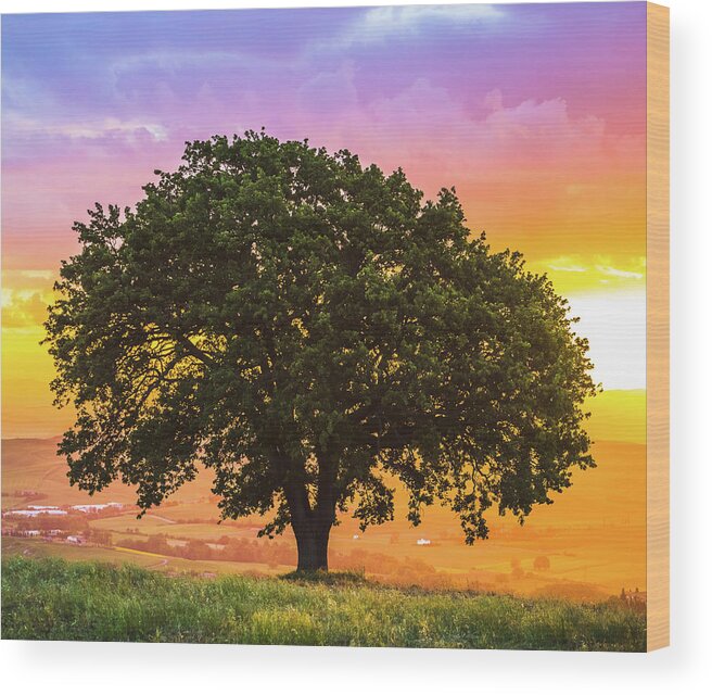 Scenics Wood Print featuring the photograph Tree On Tuscan Hills by Deimagine