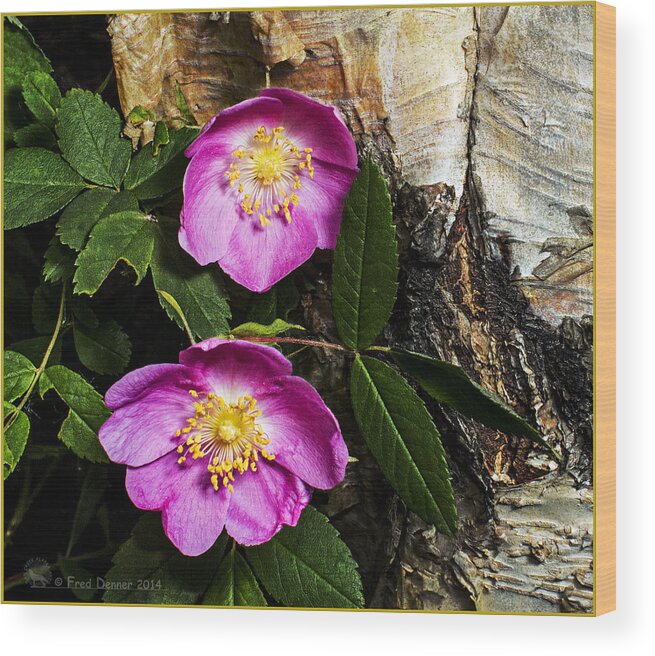 Wildflowers Wood Print featuring the photograph Twin Wild Roses 2 by Fred Denner
