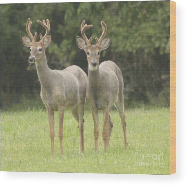 Whitetail Deer Wood Print featuring the photograph Twin Young Bucks by Jim Lepard