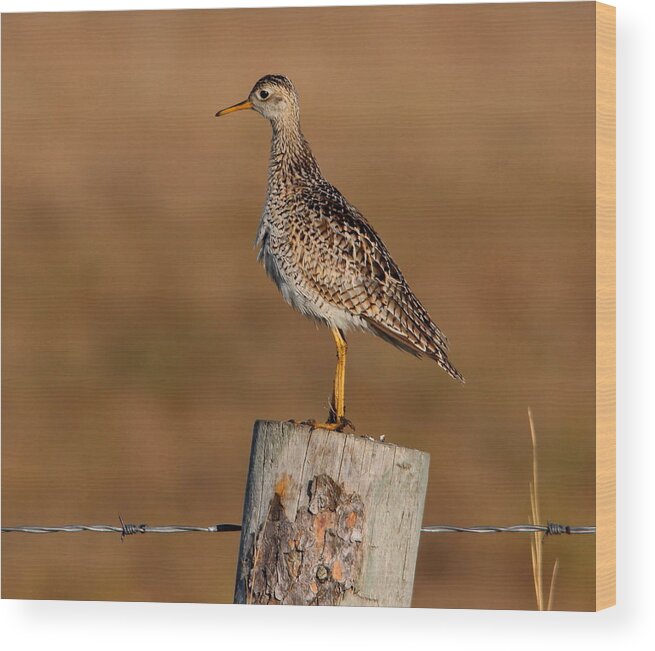 Birds Wood Print featuring the photograph Upland Sandpiper by Larry Trupp