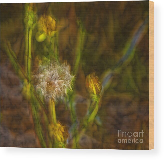 Dandelion Wood Print featuring the photograph Weed Art by Shirley Mangini