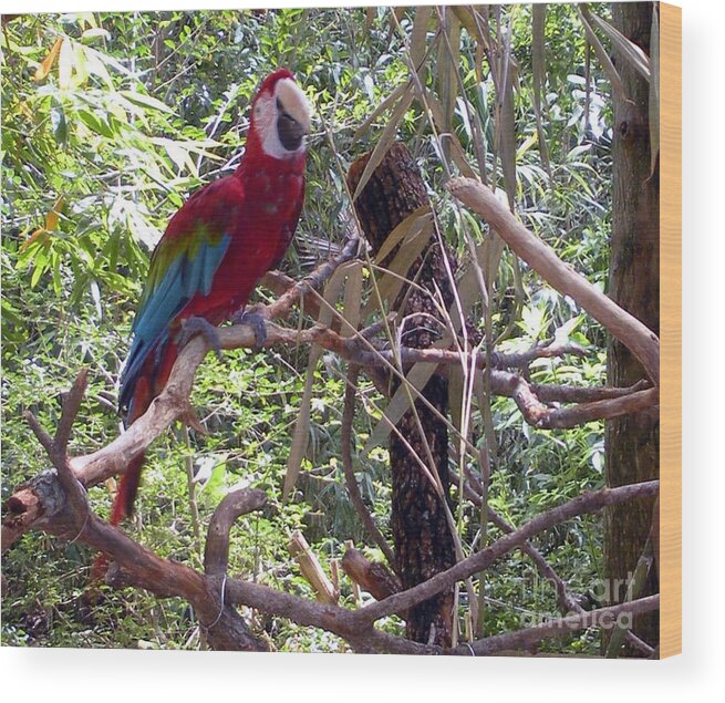 Wild Wood Print featuring the photograph Wild Hawaiian Parrot by Joseph Baril