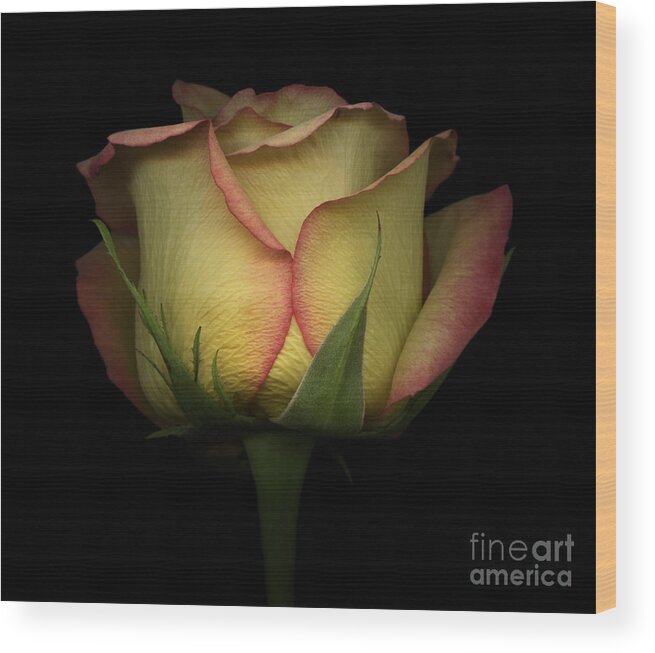 Beautiful Wood Print featuring the photograph Yellow and Red Rose by Oscar Gutierrez