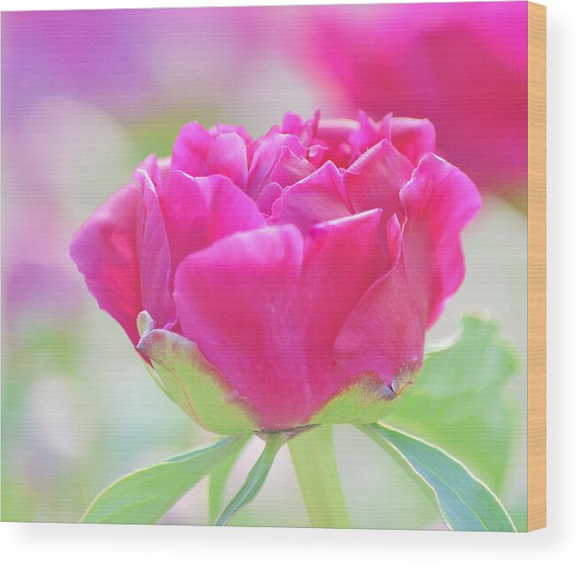 Art Wood Print featuring the photograph Young Peony by Joan Han