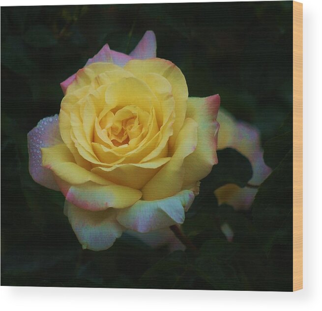 Yellow Rose Wood Print featuring the photograph After the Rain II by Helen Carson