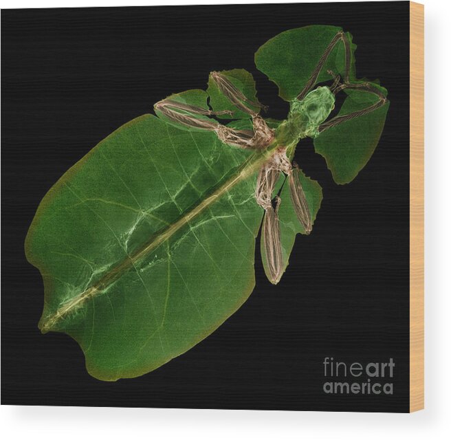 Giant Leaf Insect Wood Print featuring the X-ray Of A Giant Leaf Insect #1 by Ted Kinsman