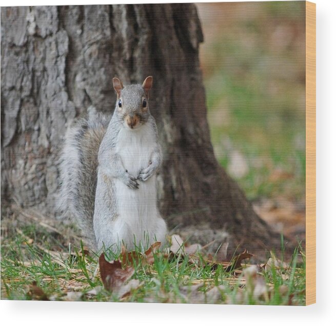 Squirrel Wood Print featuring the photograph Autumn Squirrel by Diane Giurco