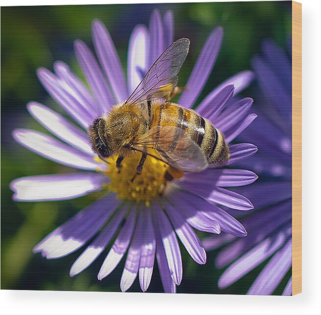 Bee Wood Print featuring the photograph Bee by Anna Rumiantseva